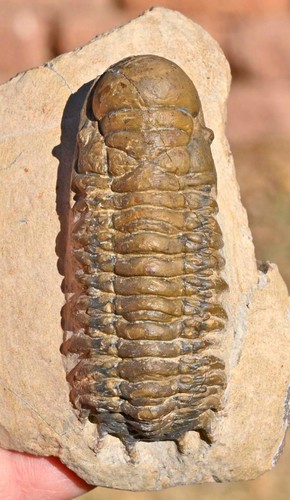 Trilobite fossil - trilobite,