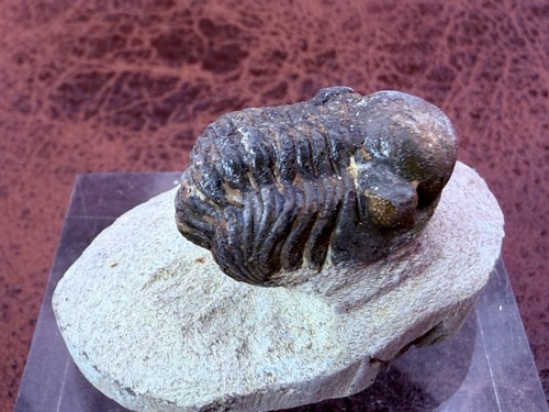 Trilobite sandstone from - sandstone,