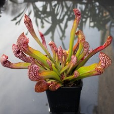 Plante Carnivore - Sarracenia