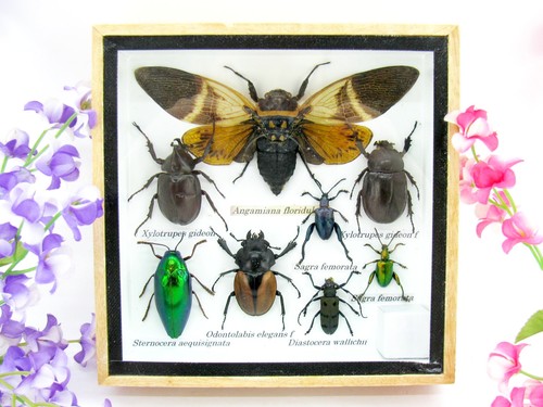 Insectes exotiques réel - 3d,