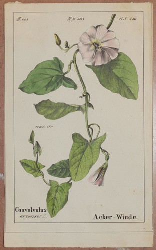 Romer convolvulus field - romer,