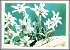 Carte postale ancienne