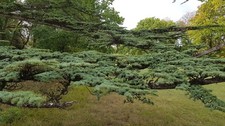 Cedrus libani / Cèdre du Liban / Conteneur de 7 à 10 litres / Conifère