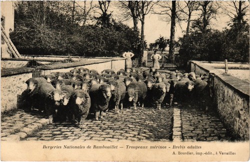 Cpa rambouillet troupeaux - cpa,