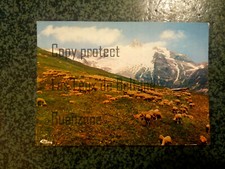 AIGUILLE DES GLACIERS paturages moutons    carte postale postcard 