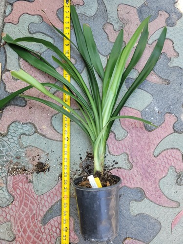 Yellow gardenii clivia - , i