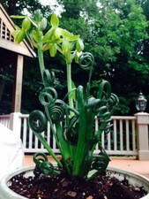 Albuca spiralis rare succulent - rare,