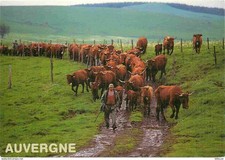 Animaux - Vaches - Auvergne -