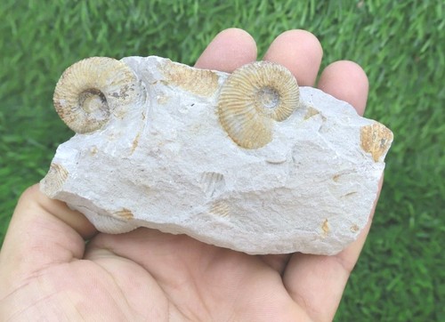 Olcostephanus ammonite fossil - ammonite,