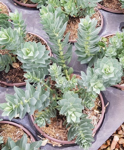 Euphorbia myrsinites - , /