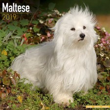 Calendrier 2019 - BICHON MALTAIS
