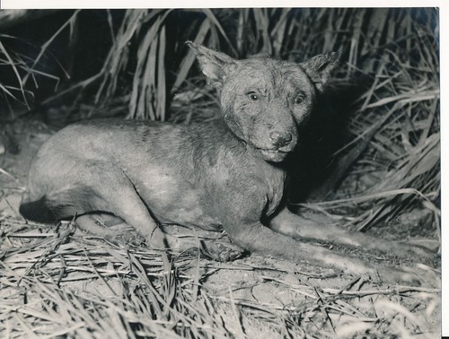 Taxidermie 1950 photo - c.,