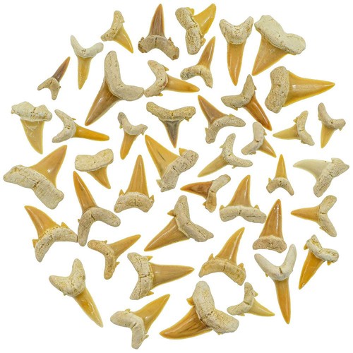 Lot dents requin - lot, de