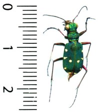 Cicindelidae - CICINDELA CAMPESTRIS - Entomologie insecte 1671T