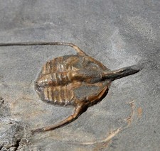 TRILOBITE ORDOVICIEN DE L'HÉRAULT , AMPYX