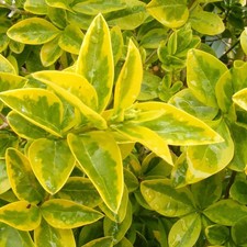 Ligustrum ovalifolium 'Aureum'
