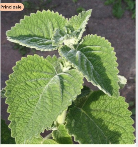 Citronnelle australie - citronnelle, d’australie