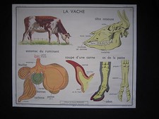 Y006 AFFICHE SCOLAIRE ECOLE ROSSIGNOL LA VACHE ET LE PORC TBE