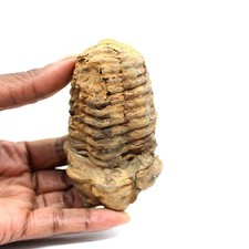 Trilobite fossile 110gr 90mm