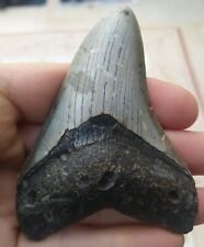 Megalodon Dent - 9.3cm (9.30