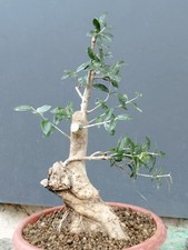 Bonsaï olivier robuste 35 x