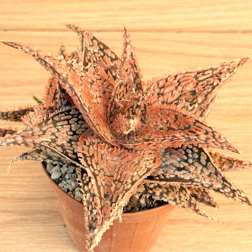 Aloe tct pot cod n98 - cm, (cod.