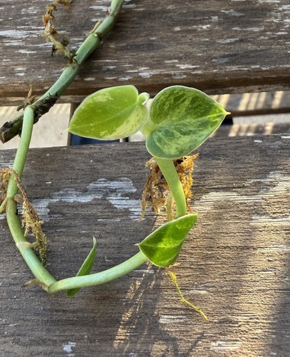 Rhaphidophora hayi aurea - rhaphidophora,