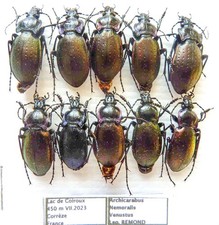 Carabus archicarabus nemoralis venustus (10 ex) from FRANCE