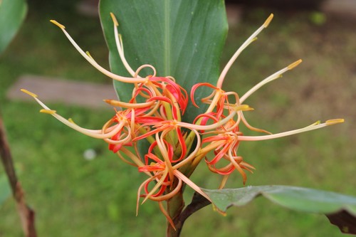 Hedychium longicornutum 1 - longicornutum,