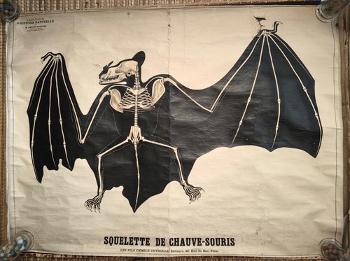 Deyrolle affiche scolaire - deyrolle,