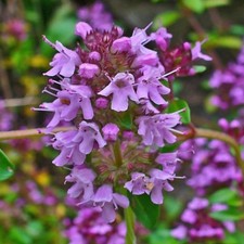 Huile essentielle SERPOLET -