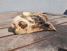 Crâne de calao à cuisses