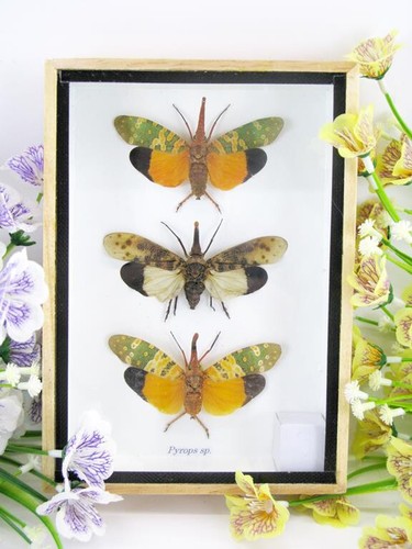 Pyrops lanternfly - lanternfly,
