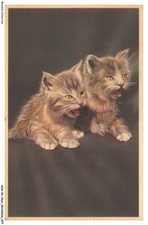 ASHP6-0361-CHAT - CHATON DE MEME COULEUR GRIS QUI MIAULE