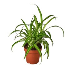 Spider Plant Hawaiian | Live