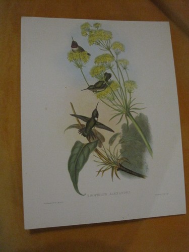 Gravure oiseau trochilus - oiseau,
