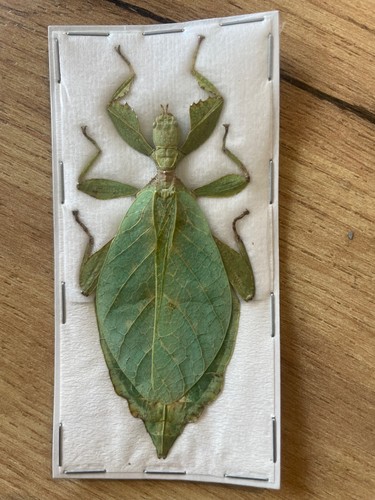 Phyllie entomologie cabinet - phyllie,