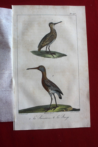 Gravure colorée oiseaux 1824 - gravure,