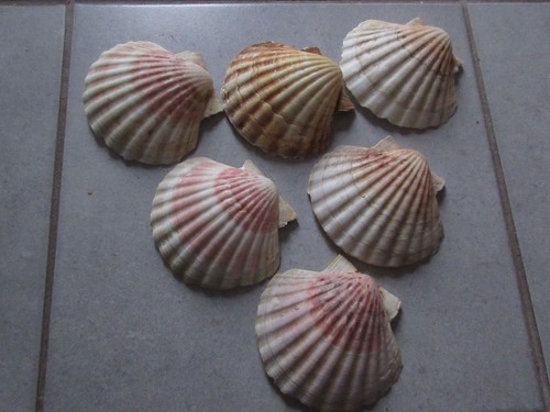 Coquilles jacques - st,