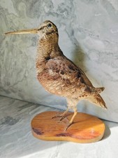 Taxidermy Woodcock Bird Real Stuffed Standing mount Home decor Scolopax rusticol