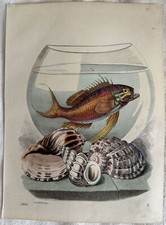Gravure Poisson Boccia Verre