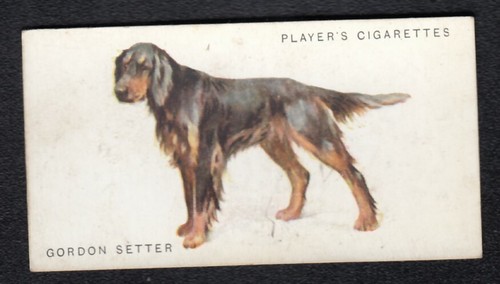 Gordon setter vintage 1931 - gordon,