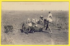 cpa Rare MADAGASCAR Colonie CHASSE au SANGLIER Meute de CHIENS Comptoir Photo.
