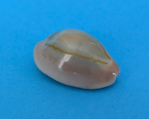 Cypraea annulus meli mm - cypraea,