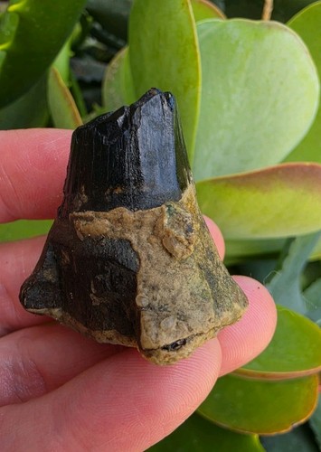 Massive tylosaurus rex tooth - tylosaurus,