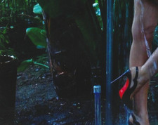 Miley Cyrus Signed Photo