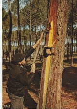 CPSM AU PAYS LANDAIS LE