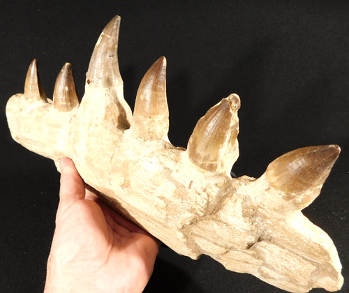 Huge mosasaurus jaw bone - huge!,