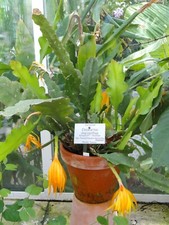 10 Graines de Pseudorhipsalis Macrantha - Plante grasse - seeds - Cactus