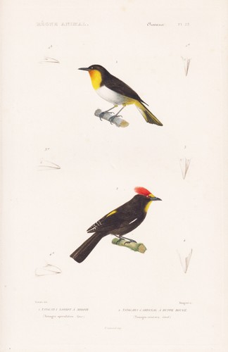 Tangara schillertangaren - tangara,